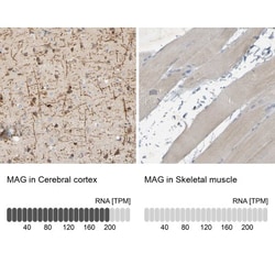 MAG/Siglec-4a Antibody, Novus Biologicals 0.1mL; Unlabeled:Antibodies,